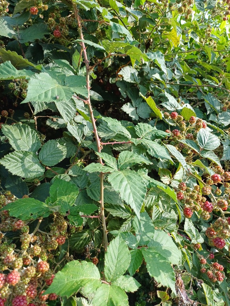 Shrubby Blackberry photo 6