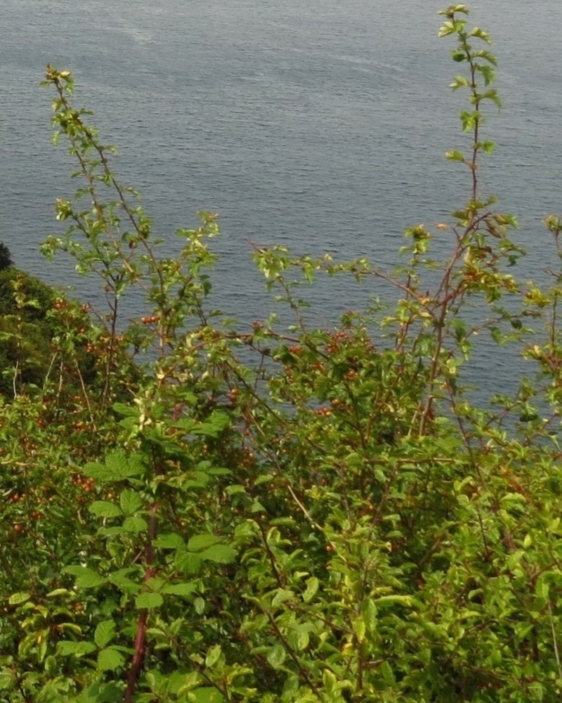 Shrubby Blackberry photo 7