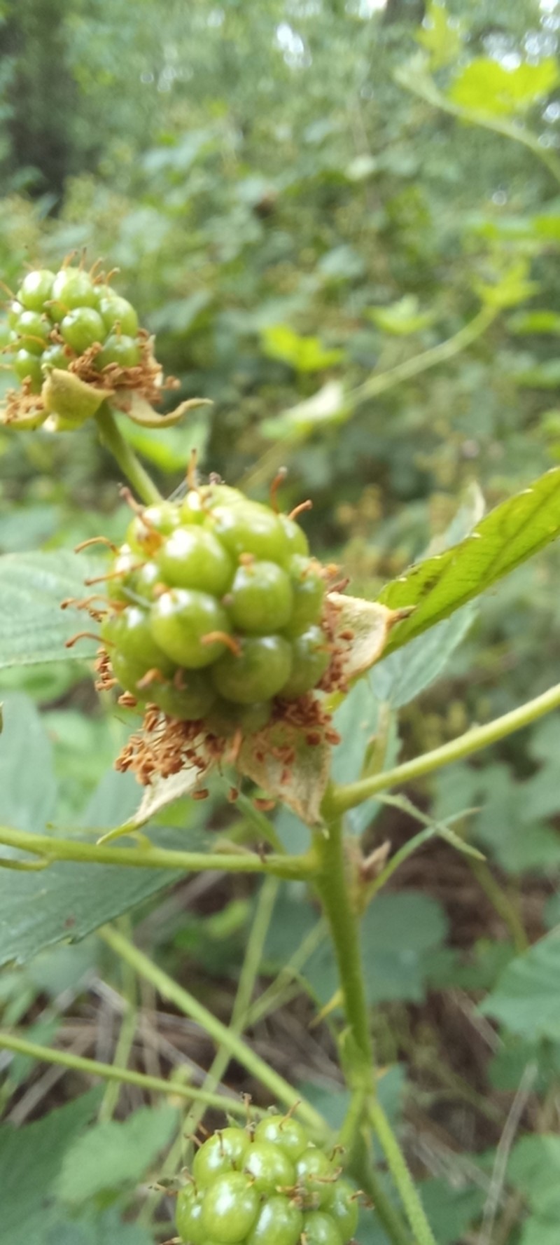 Shrubby Blackberry photo 8