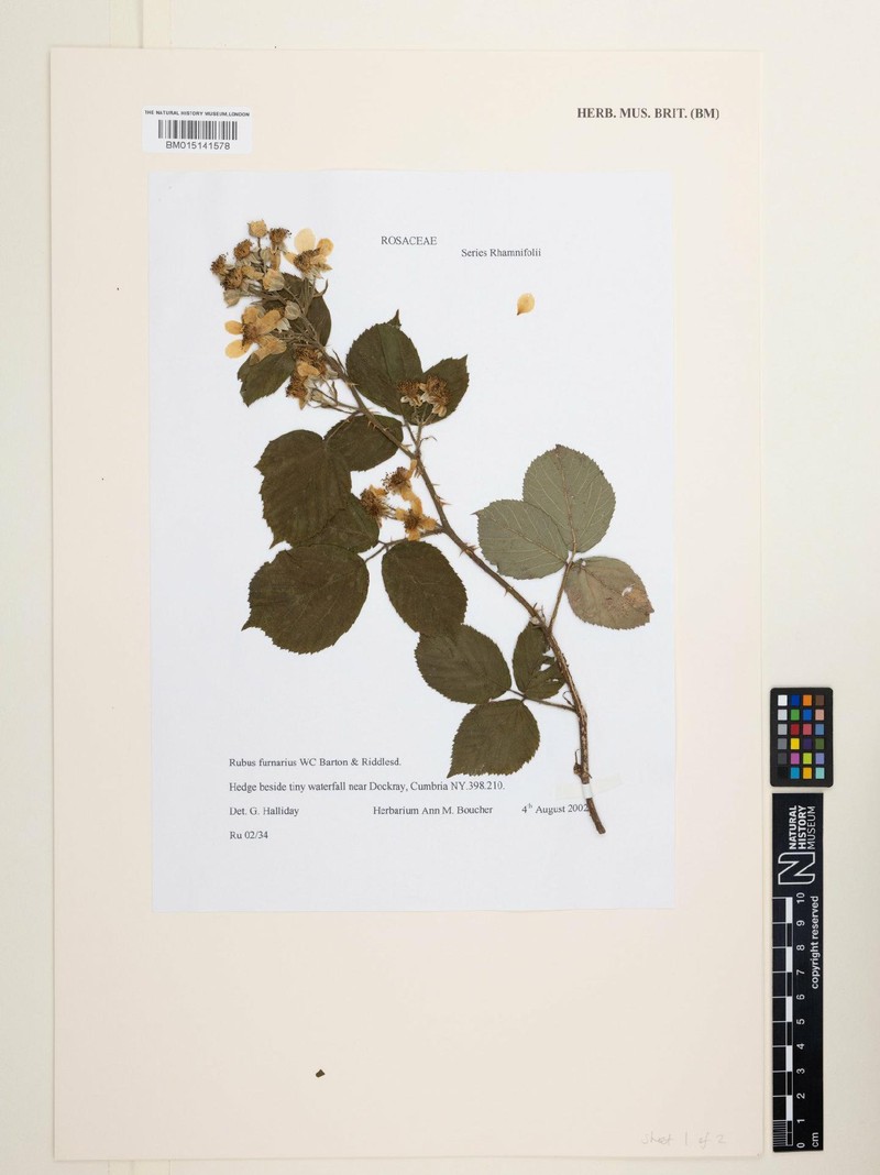 Rubus furnarius