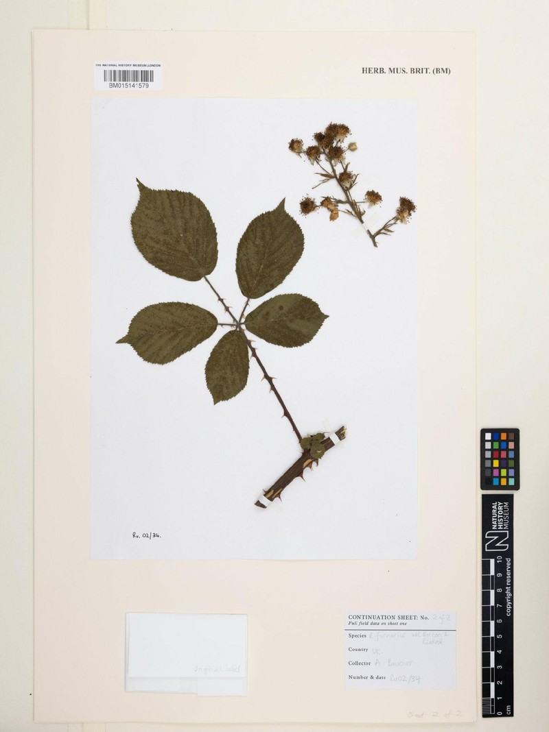 Rubus furnarius photo 2