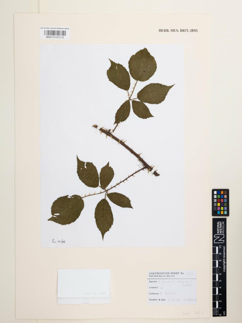 Rubus furnarius photo 3