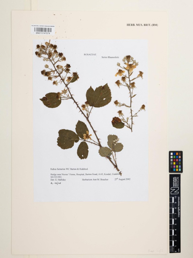 Rubus furnarius photo 4