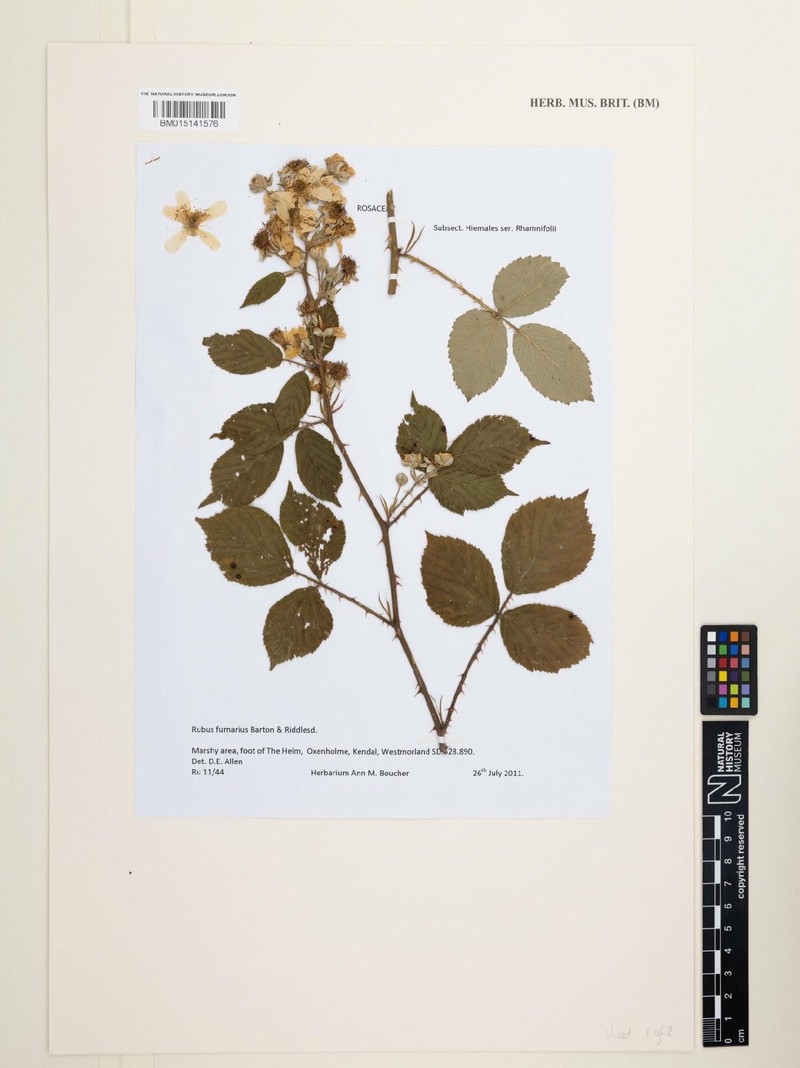 Rubus furnarius photo 5