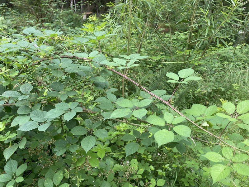 Rubus furvicolor