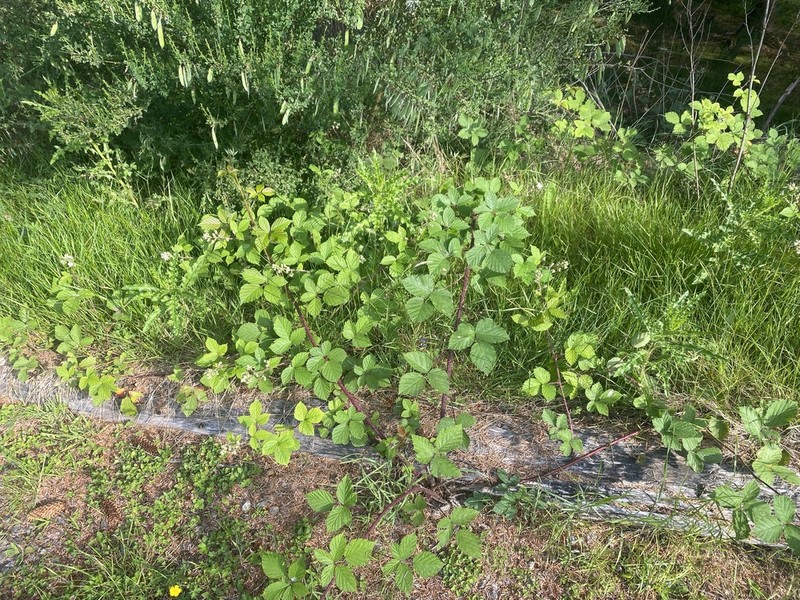 Rubus furvicolor photo 3