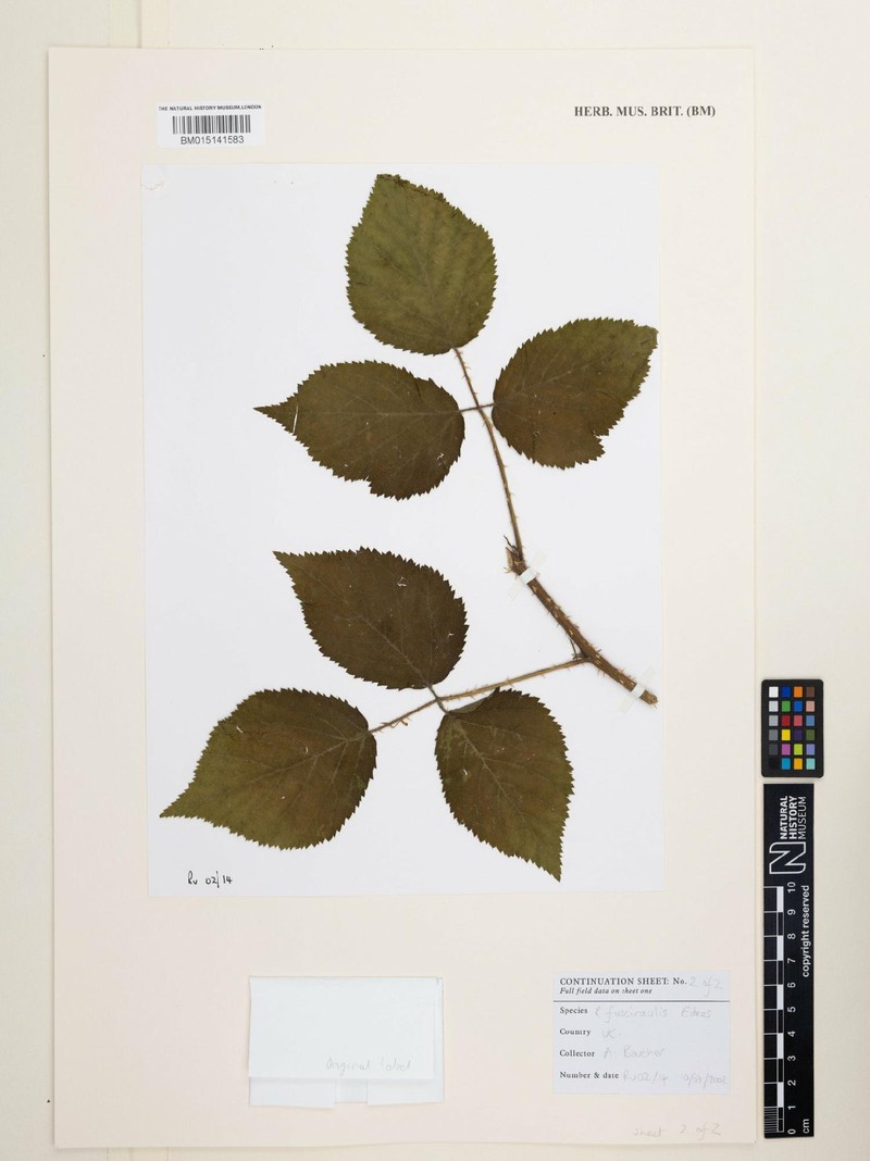 Rubus fuscicaulis