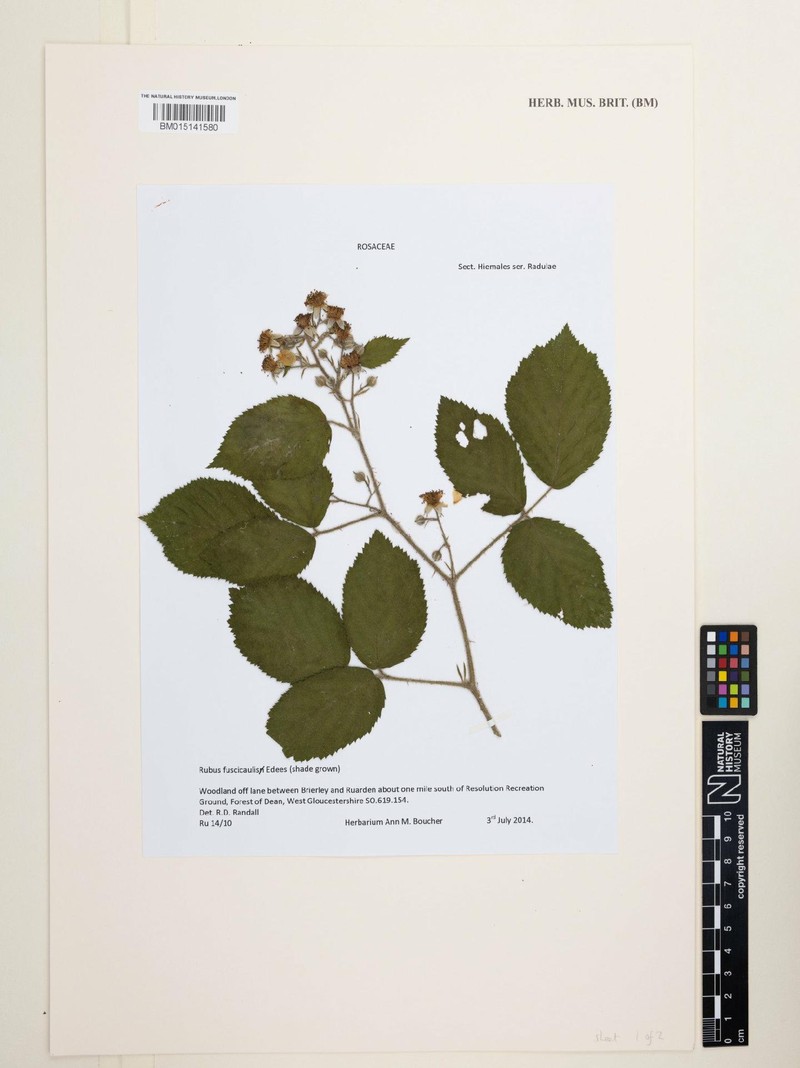 Rubus fuscicaulis photo 2