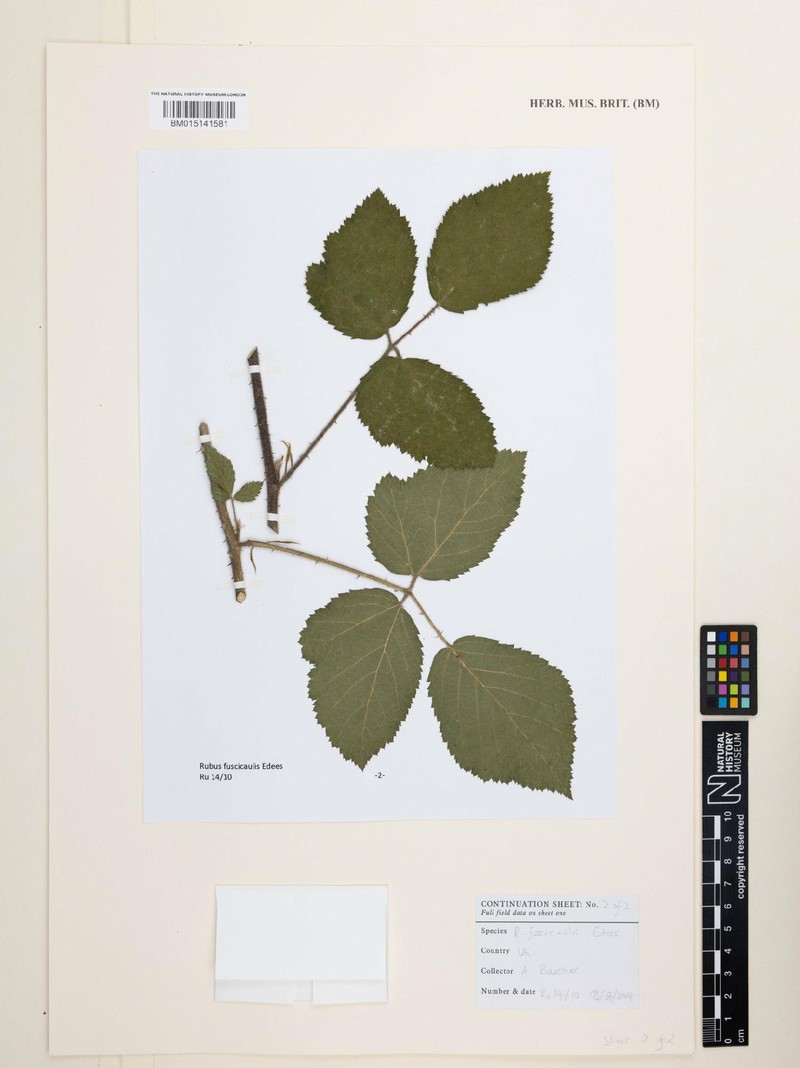Rubus fuscicaulis photo 3