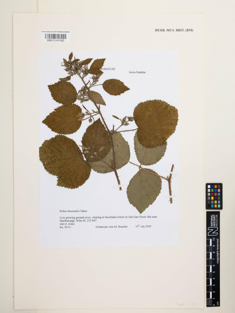 Rubus fuscicaulis photo 4