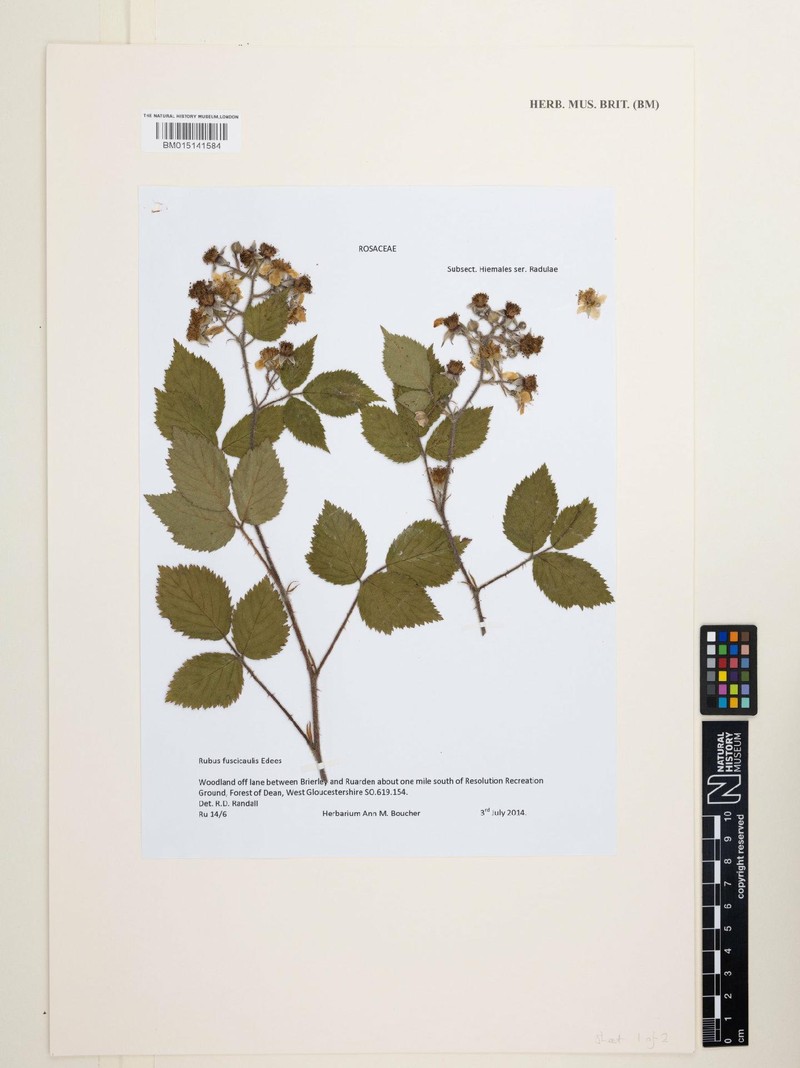 Rubus fuscicaulis photo 5