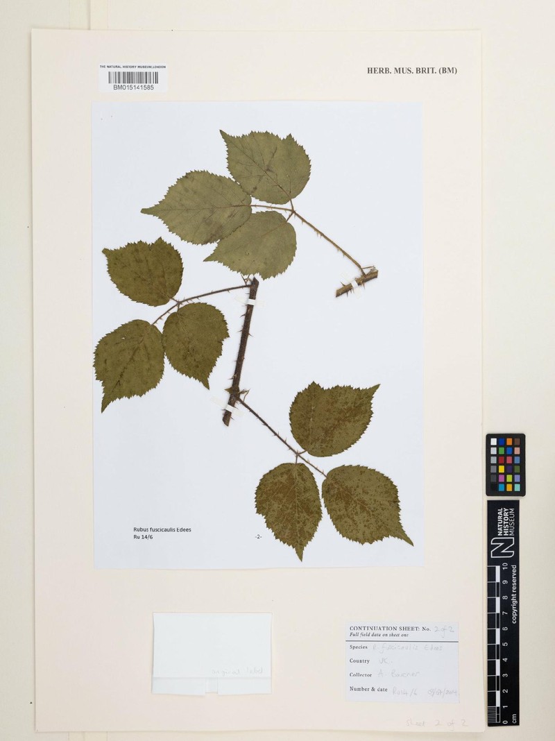 Rubus fuscicaulis photo 6