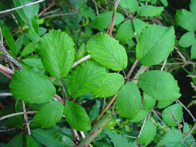 Rubus fuscicortex photo 2