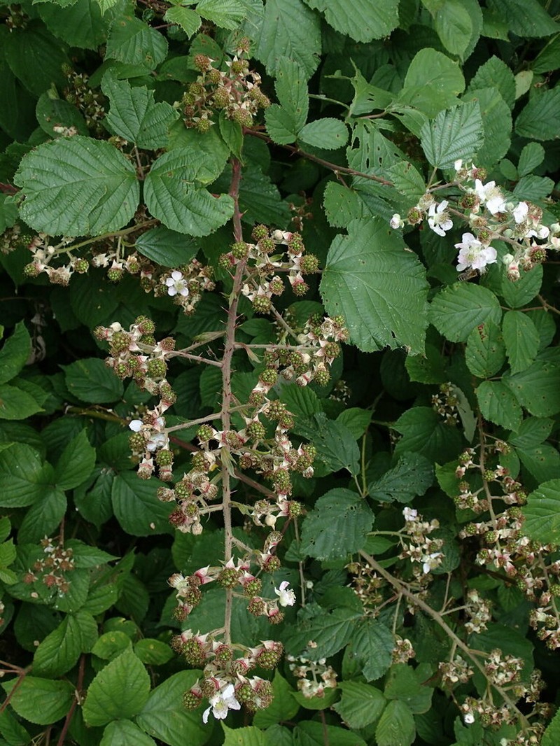 Rubus fuscus photo 2