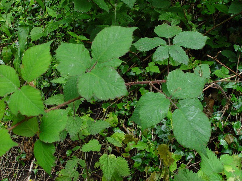 Rubus fuscus photo 3