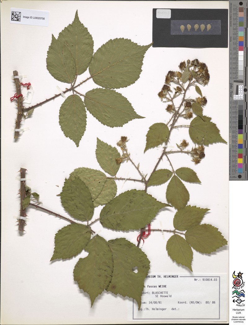 Rubus fuscus photo 4