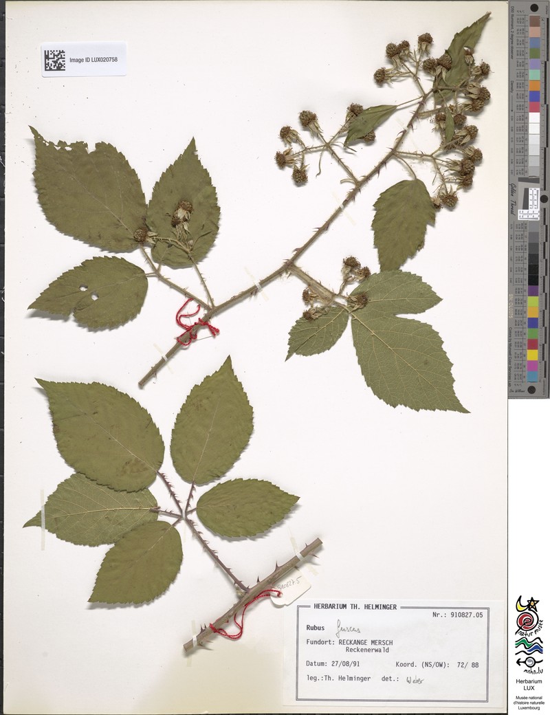Rubus fuscus photo 5