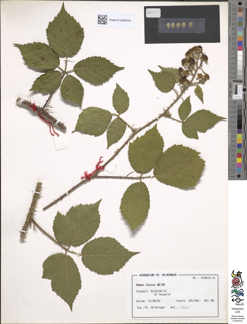 Rubus fuscus photo 6