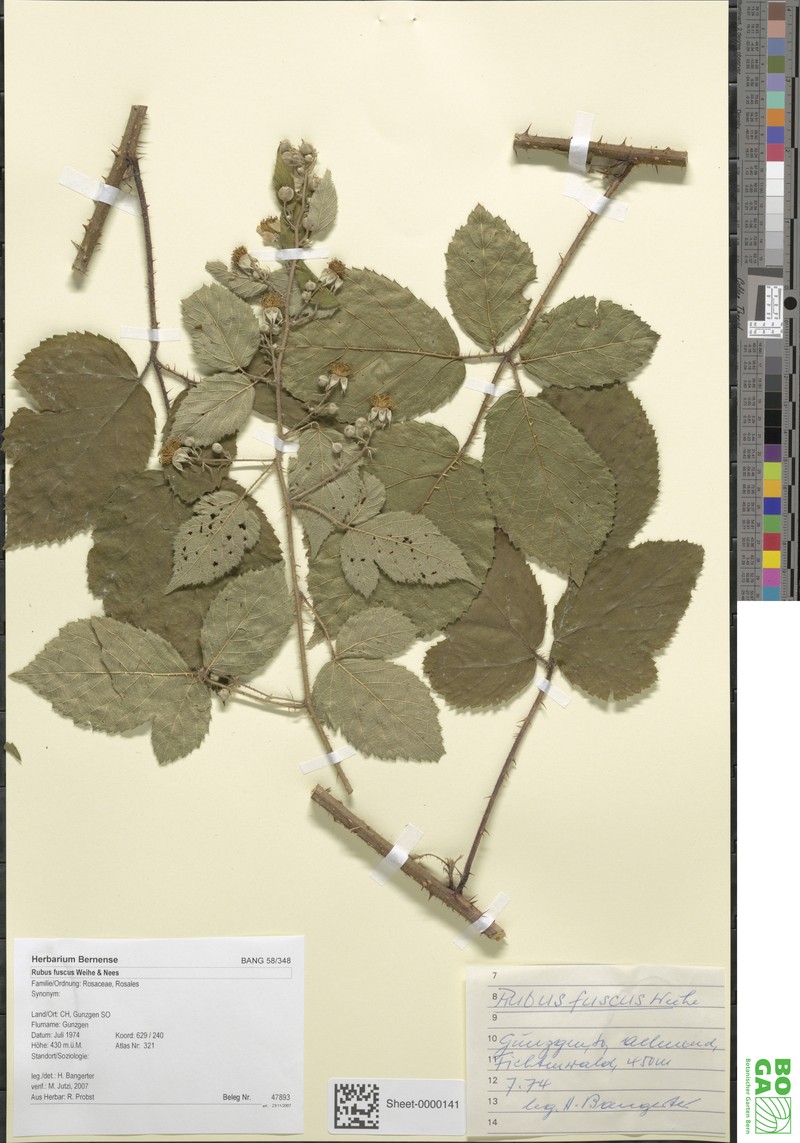 Rubus fuscus photo 7
