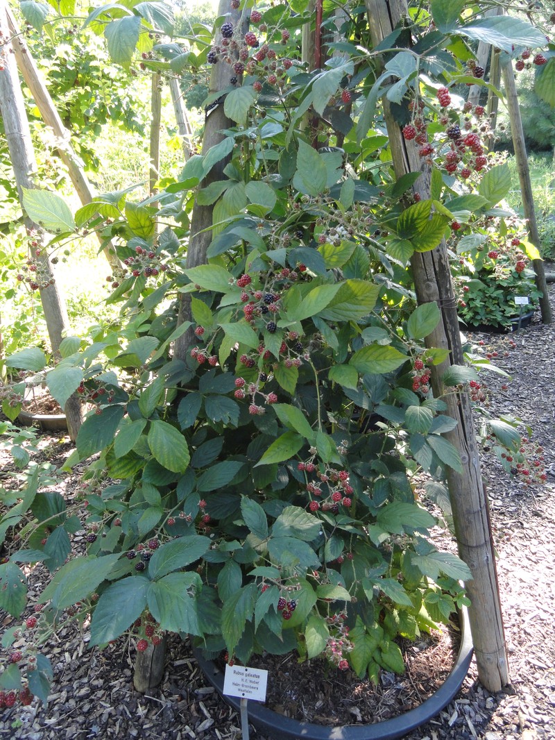 Rubus galeatus