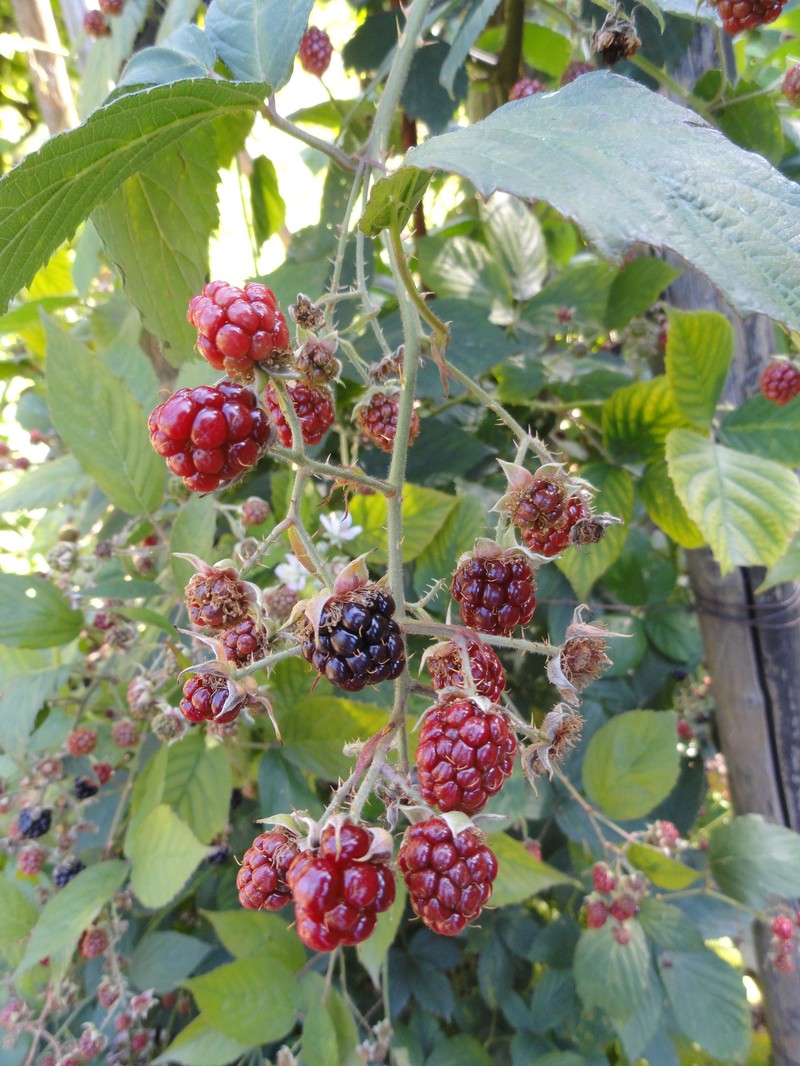 Rubus galeatus photo 2