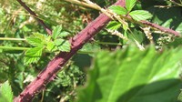 Rubus galloecicus