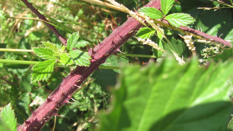 Rubus galloecicus