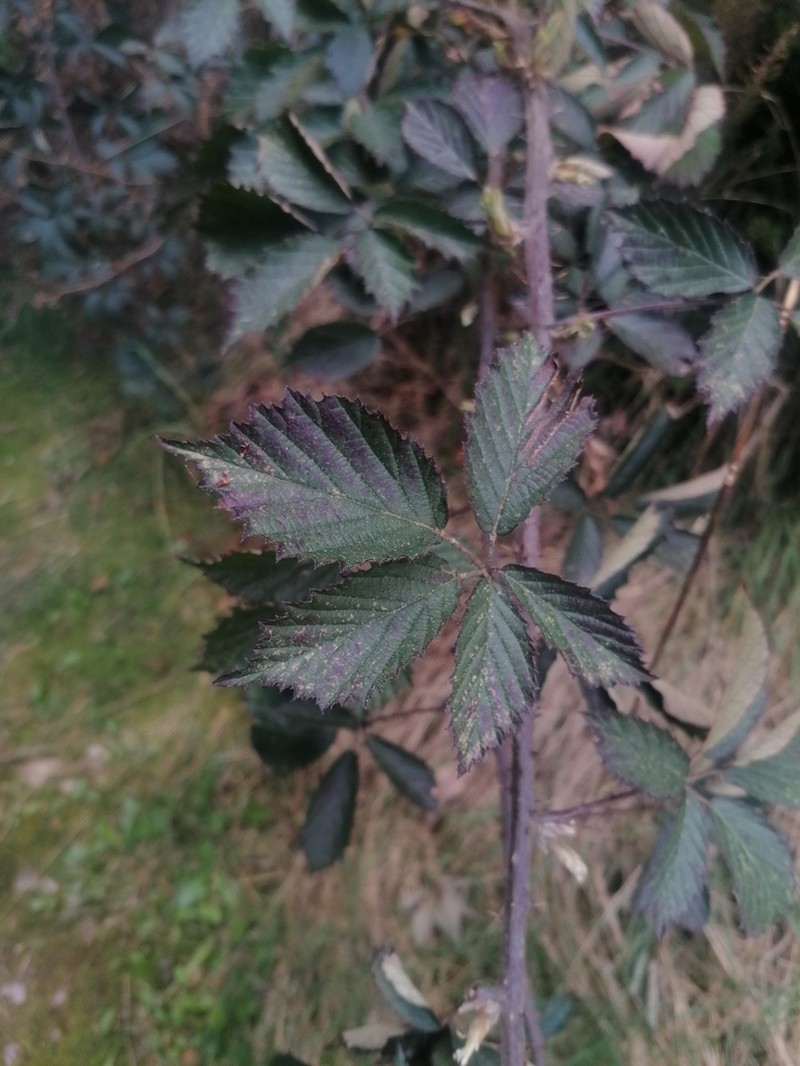 Rubus galloecicus photo 2