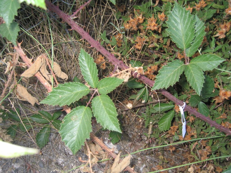 Rubus galloecicus photo 3