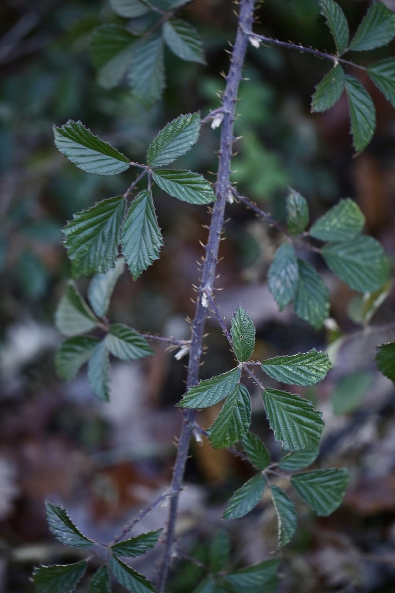 Rubus galloecicus photo 4