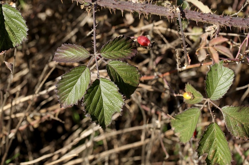 Rubus galloecicus photo 5