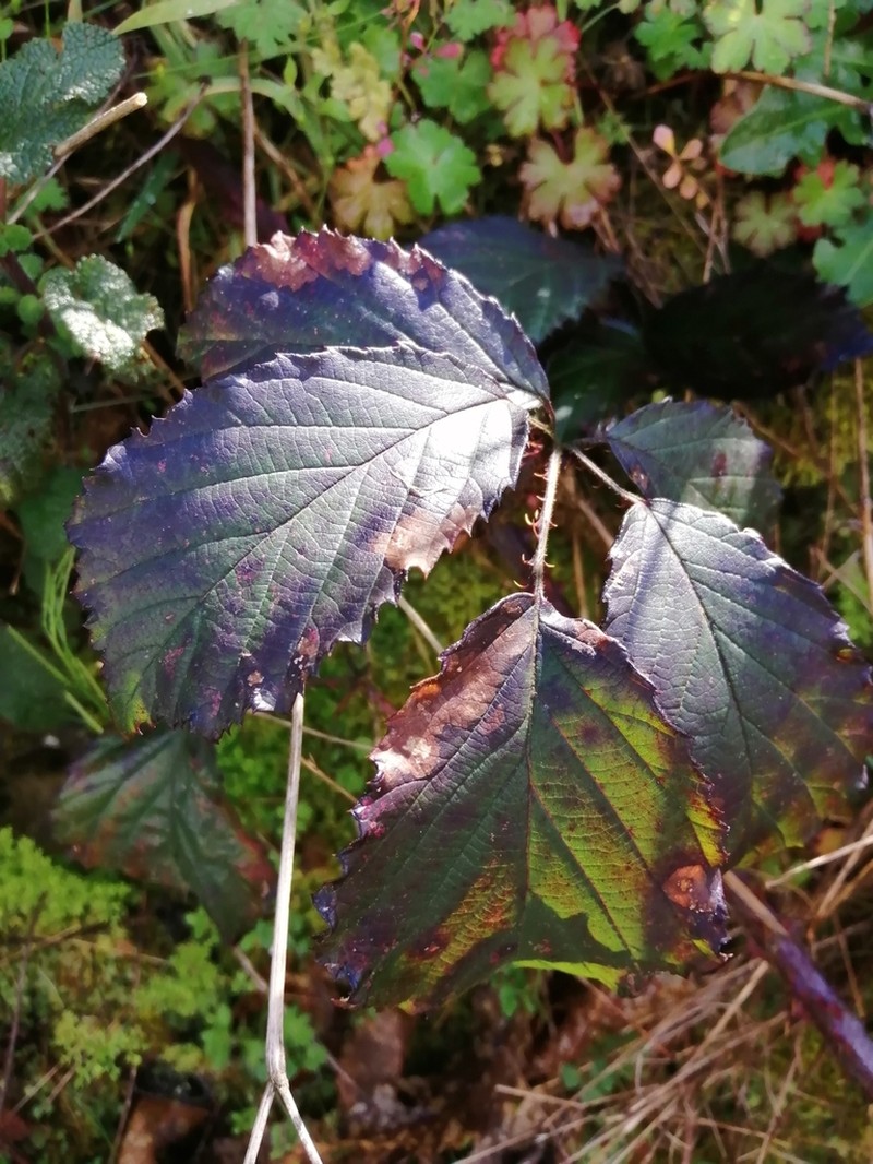 Rubus galloecicus photo 6
