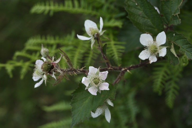 Rubus galloecicus photo 7
