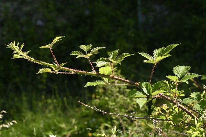 Rubus galloecicus photo 8