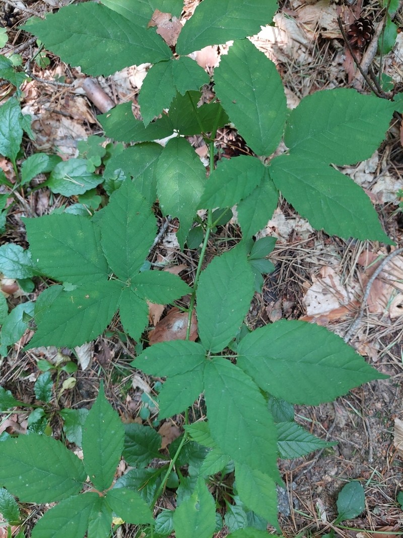 Rubus gayeri