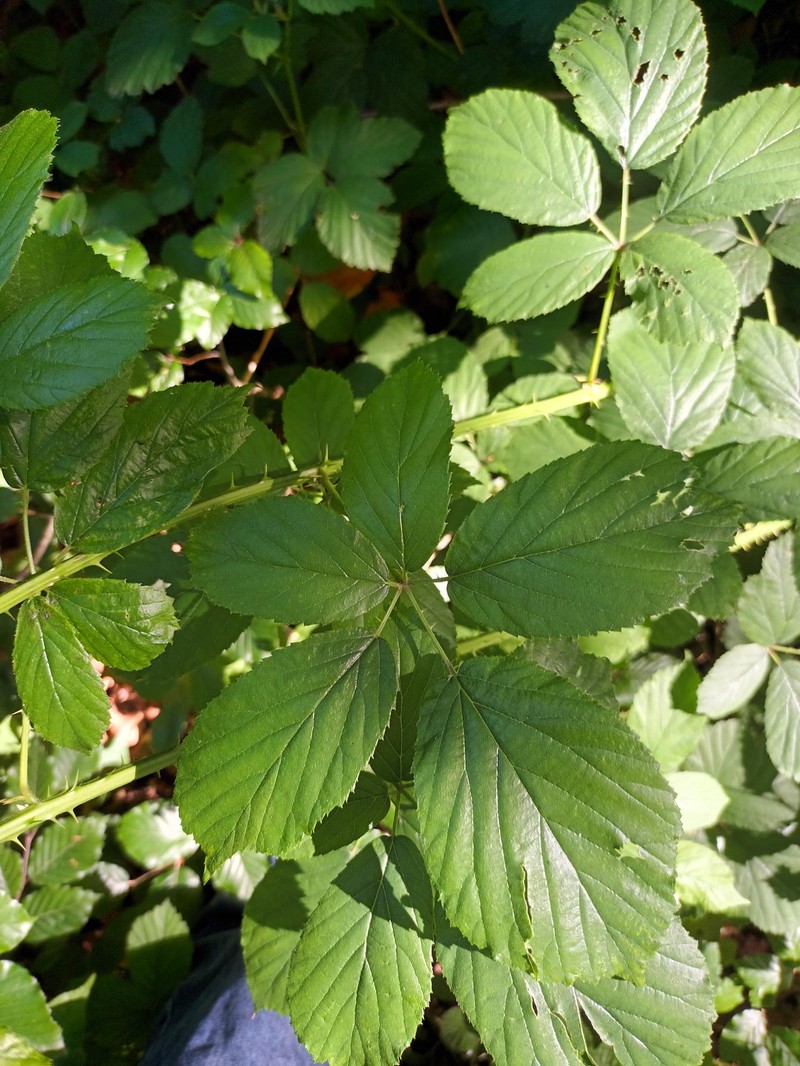 Rubus gelertii