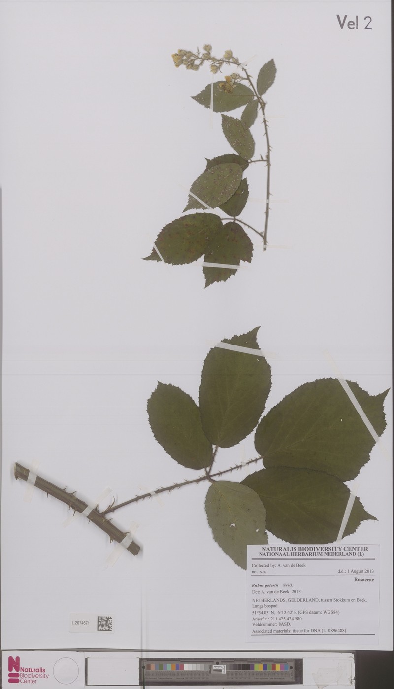 Rubus gelertii photo 2