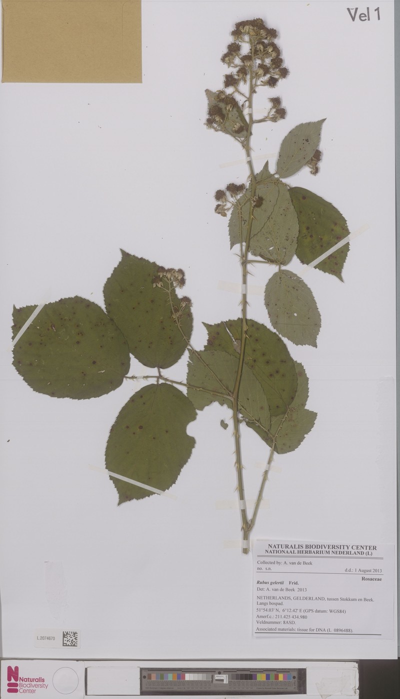 Rubus gelertii photo 3