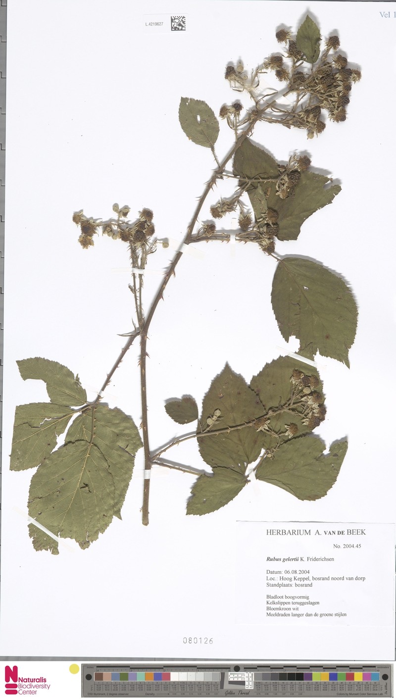 Rubus gelertii photo 4
