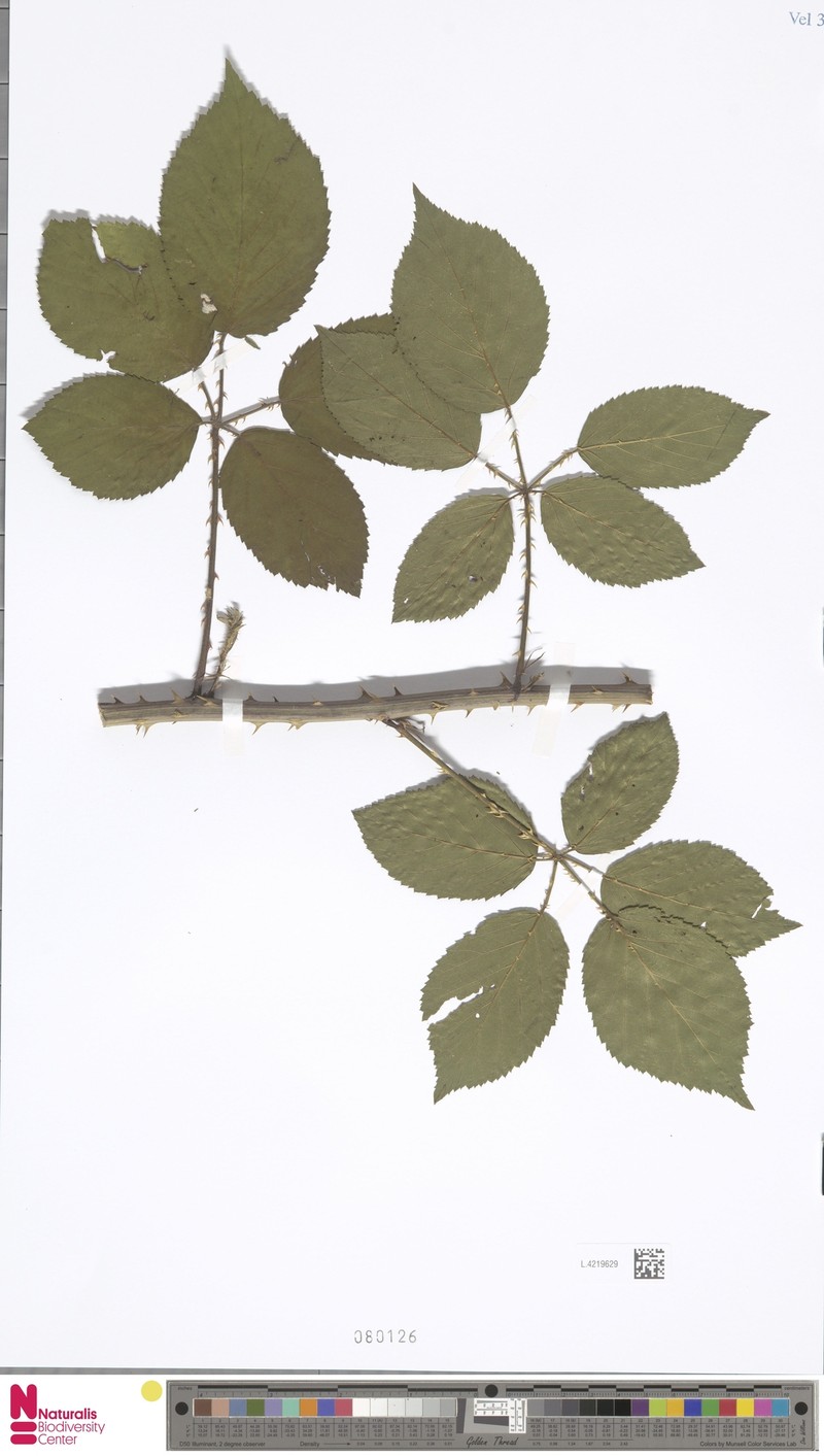 Rubus gelertii photo 5