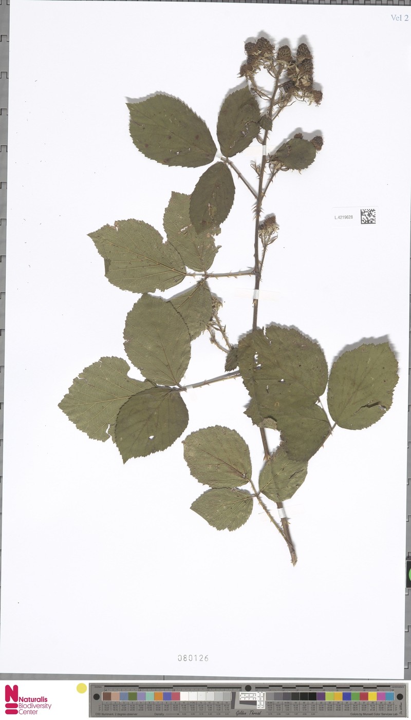 Rubus gelertii photo 6