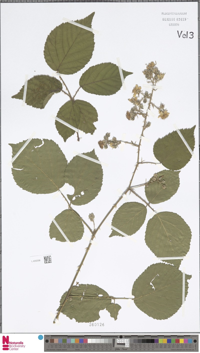 Rubus gelertii photo 7