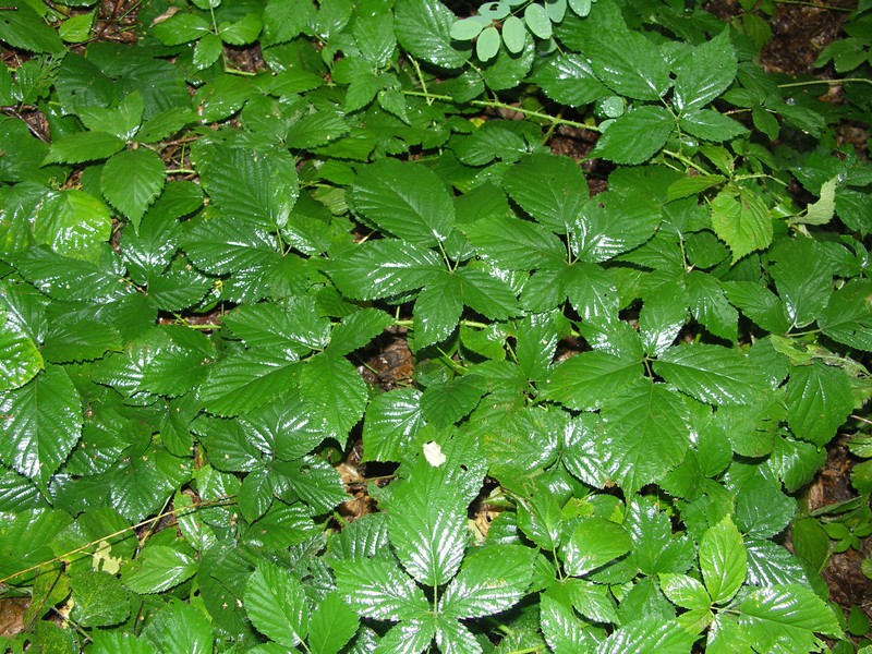 Rubus geminatus photo 2