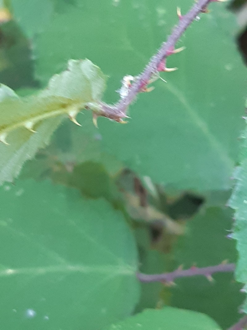 False Himalayan Berry
