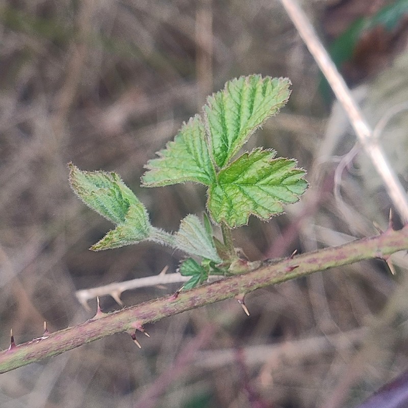 False Himalayan Berry photo 2