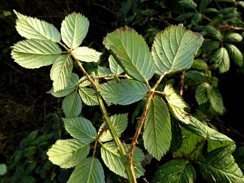 False Himalayan Berry photo 3