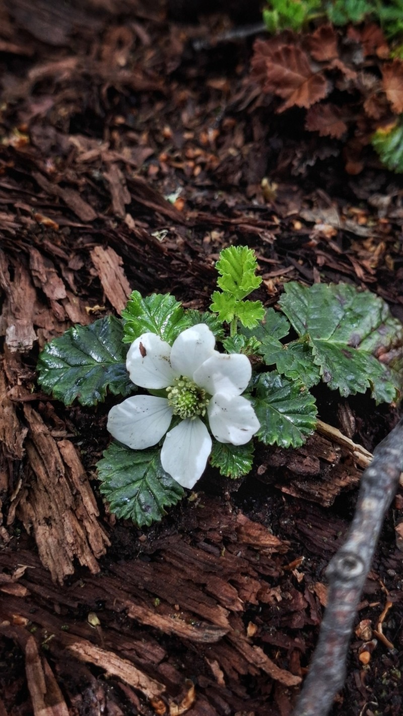 Rubus geoides photo 2