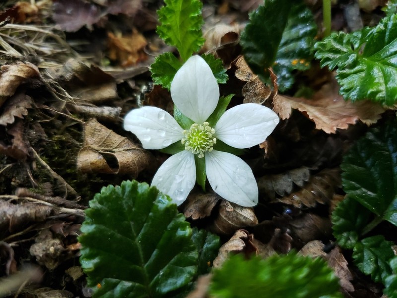 Rubus geoides photo 3