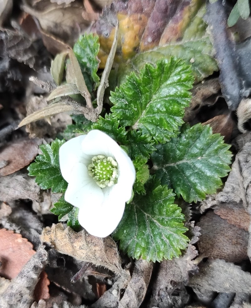 Rubus geoides photo 4