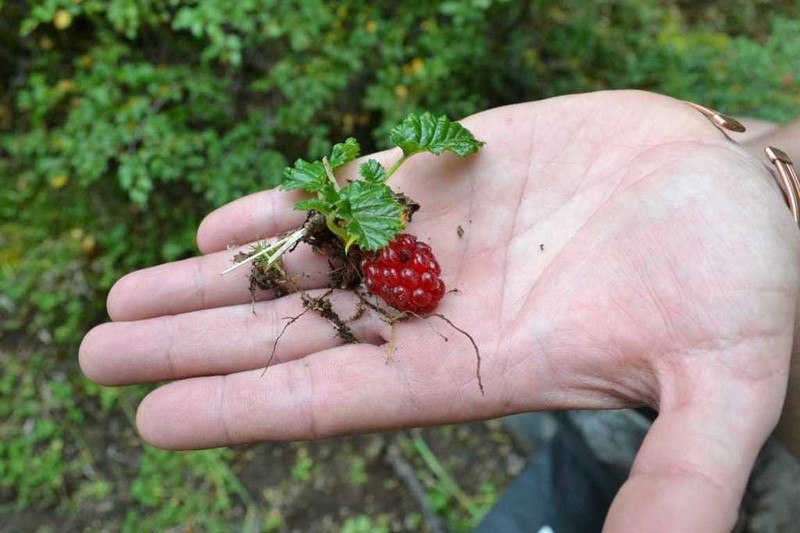 Rubus geoides photo 5
